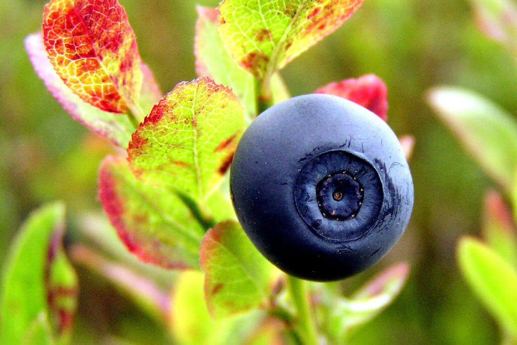 Acai berry weight loss Acai berry weight loss