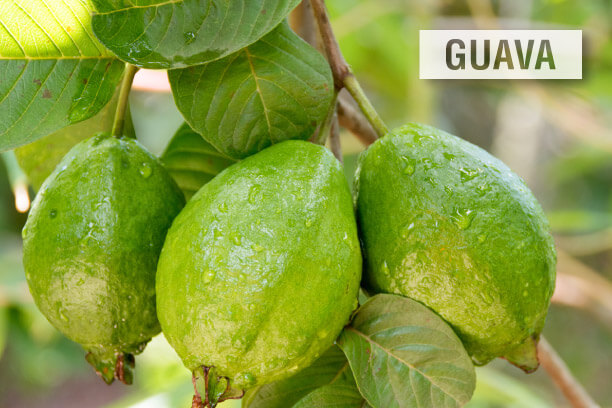 Include Guava in your diabetes diet Include Guava in your diabetes diet