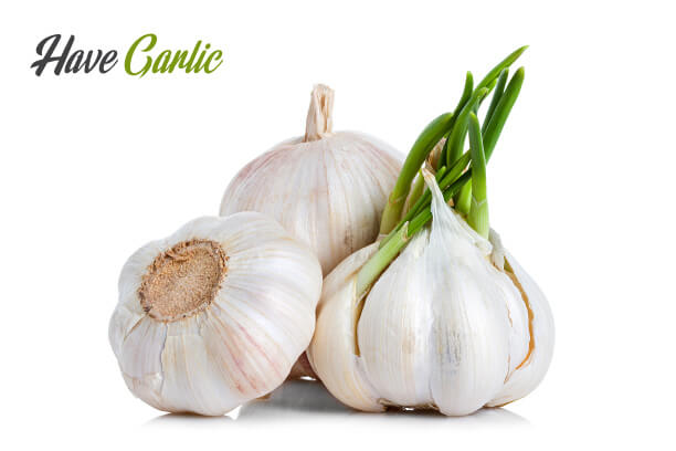 Uses of garlic Uses of garlic