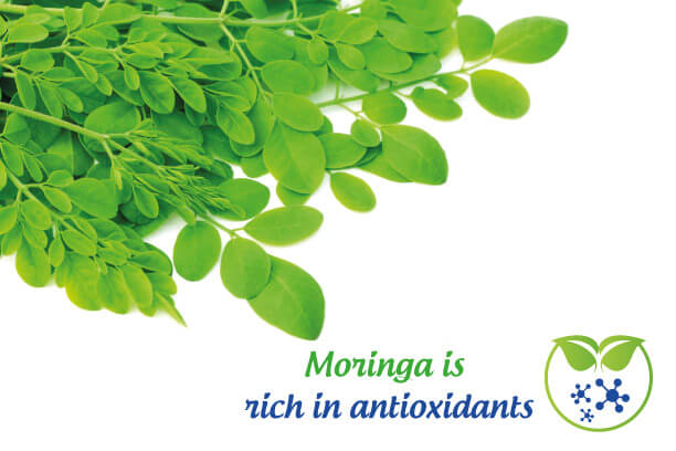 Moringa is rich in antioxidants Moringa is rich in antioxidants