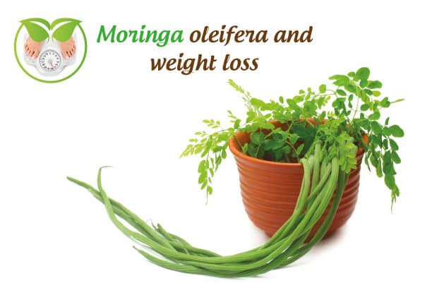 Moringa oleifera and weight-loss Moringa oleifera and weight-loss