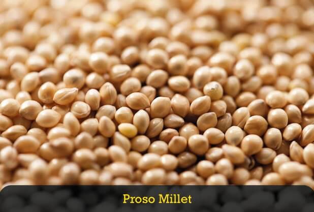 Proso Millet for Weight Loss Proso Millet for Weight Loss