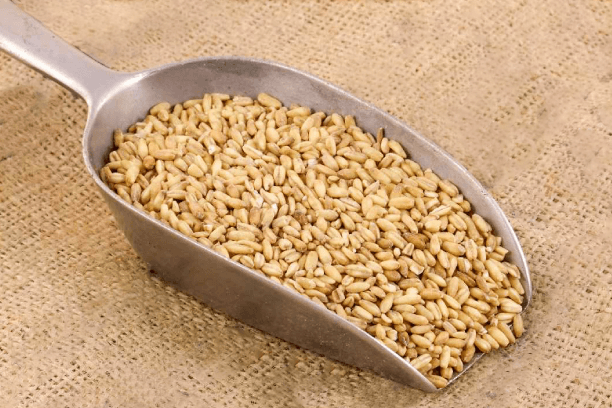 Oat groats Oat groats