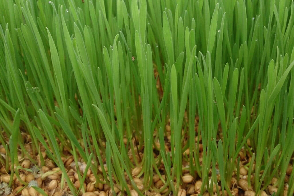 Wheatgrass weight loss diet Wheatgrass weight loss diet