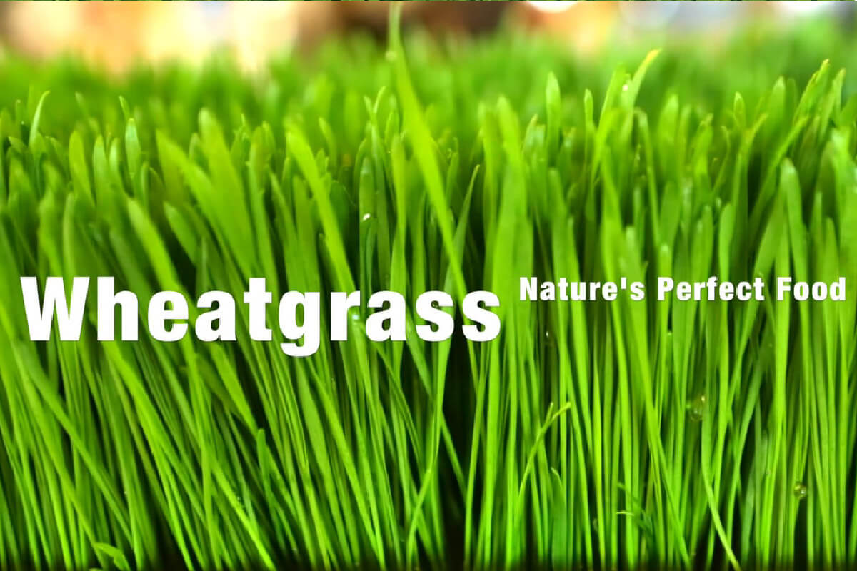 Wheatgrass - superfood for weight loss Wheatgrass - superfood for weight loss